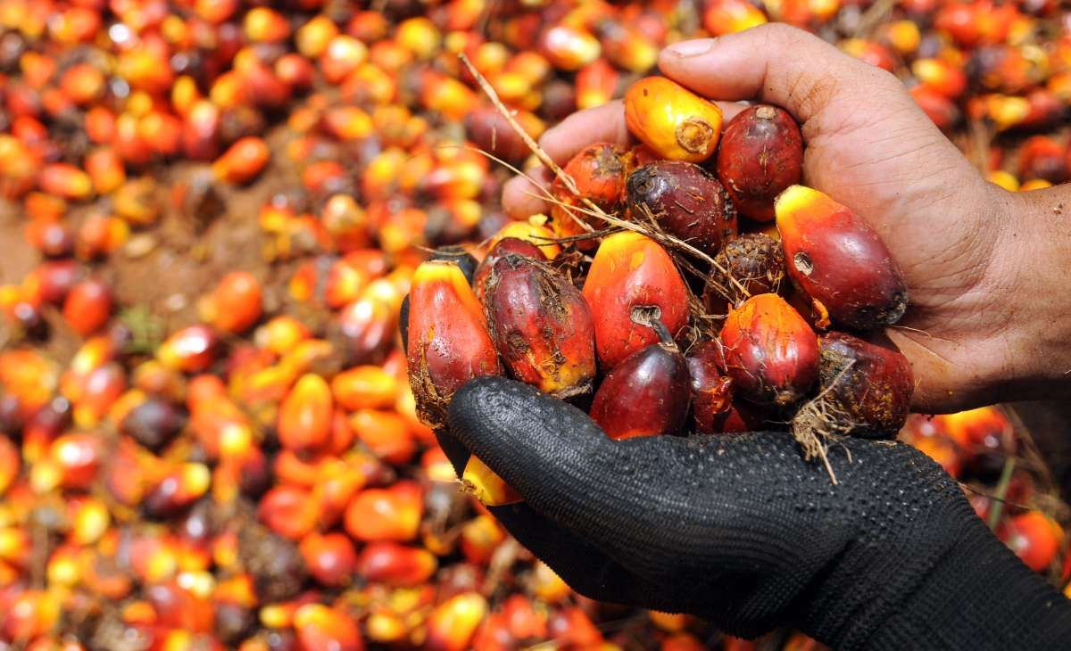 CPO Price Increase Gains Momentum Amid Geopolitical Tensions and Tight Supply