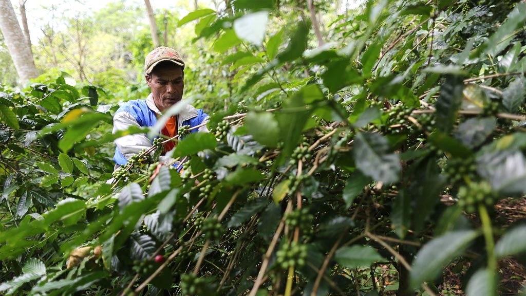 Overcoming Climate Challenges in Flores Coffee Farming through Ecosystem-Based Adaptation