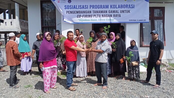 Gamal Plant Cultivation in West Aceh Can Boost Local Income and Renewable Energy