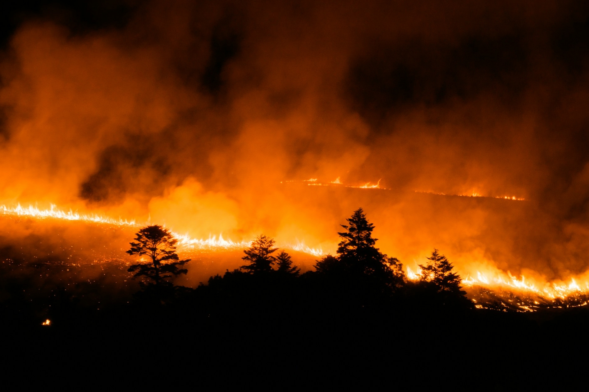 Kalimantan Forest Fires Raise Environmental and Economic Risks for Palm Oil