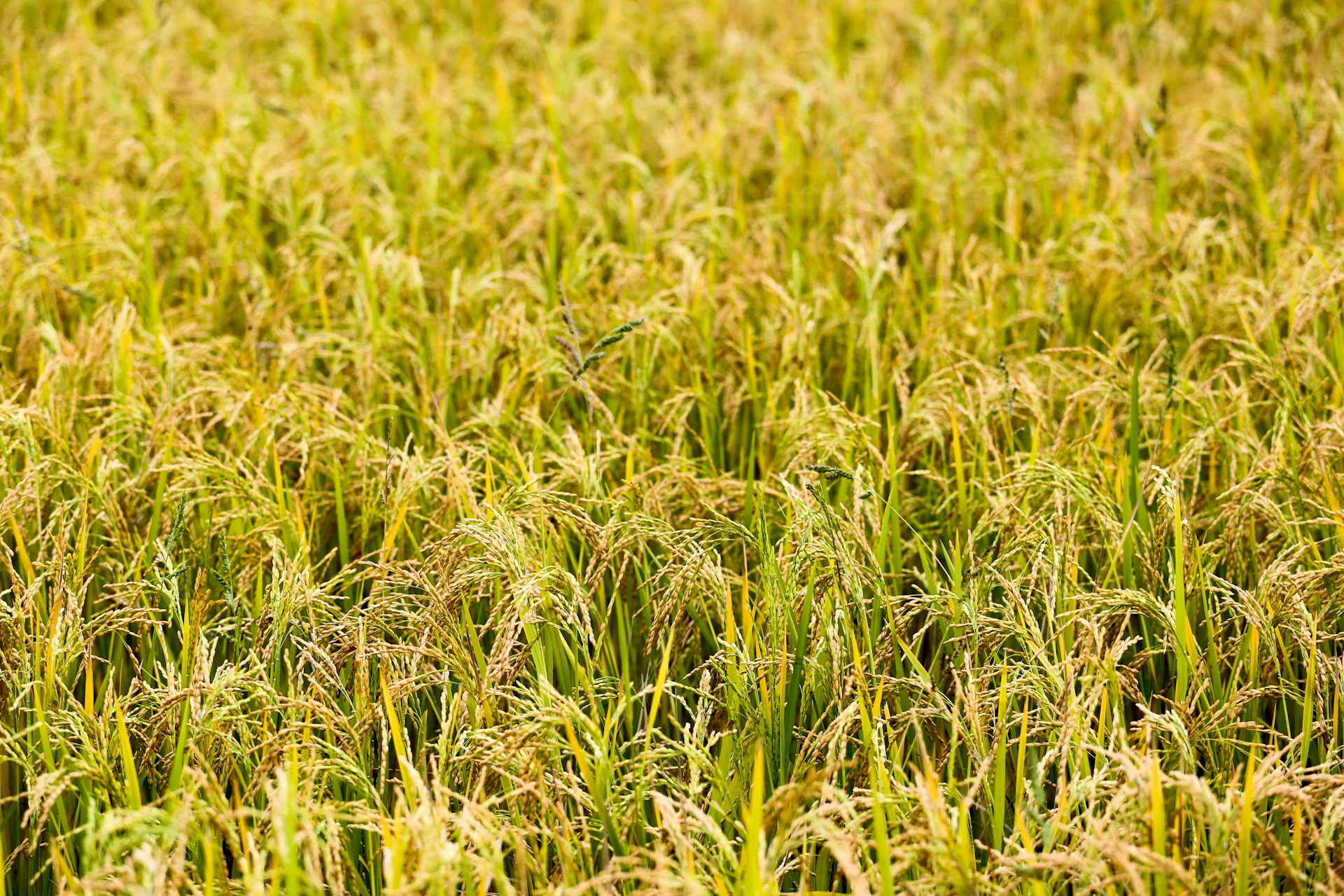 Government Speeds Up Rice Planting in Lamongan to Secure Food Supply Ahead of El Niño Season