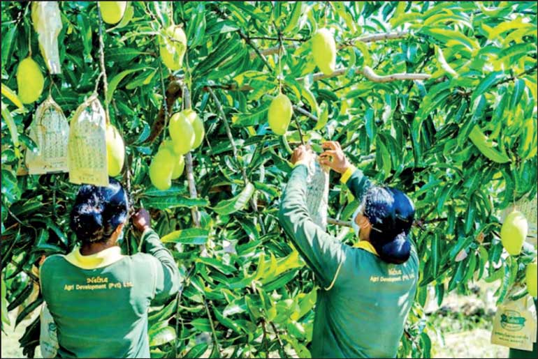 Sri Lanka's Agricultural Innovations Lead to Increased Fruit Yields