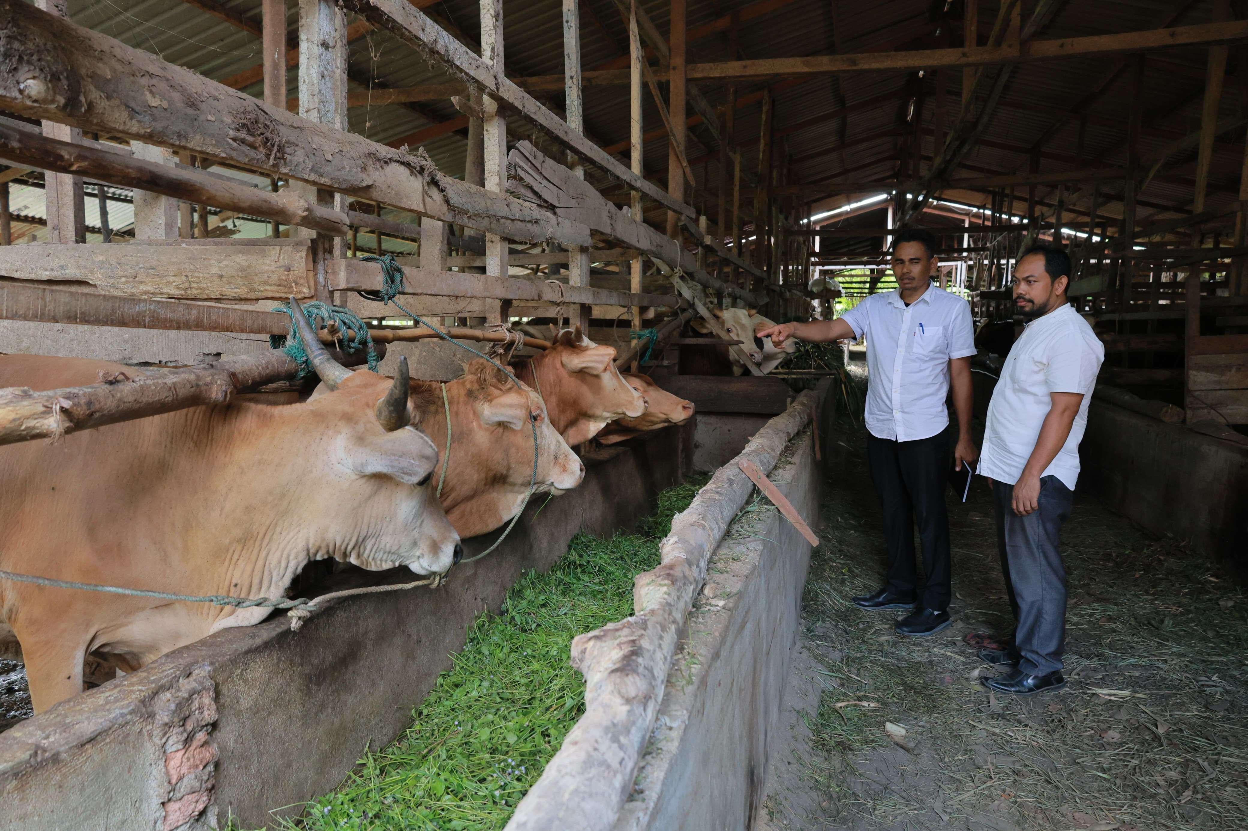 Innovative Cattle Fattening Program in Aceh Besar Boosts Beef Supply